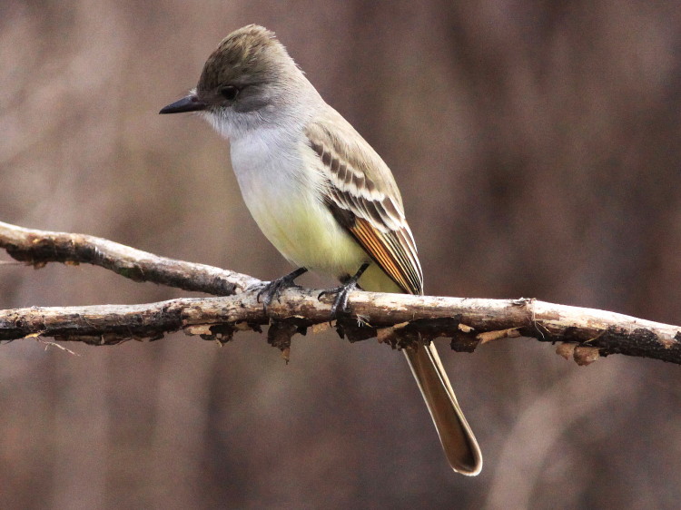 Ash-throated Flycatcher