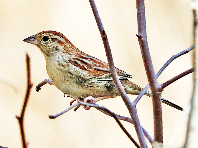 Bachman's Sparrow