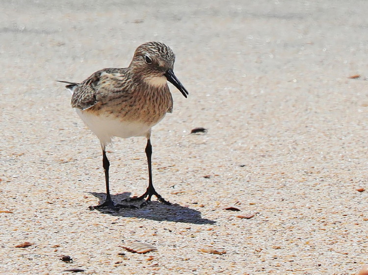 Baird's Sandpiper