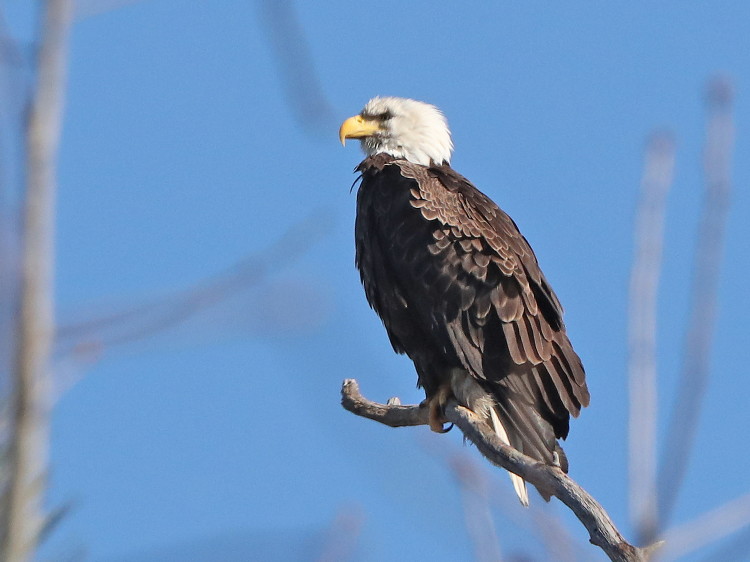 Bald Eagle