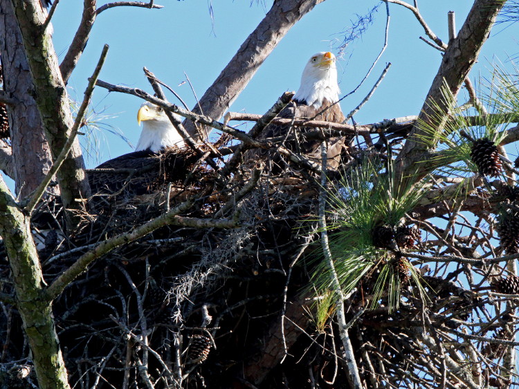 Bald Eagle