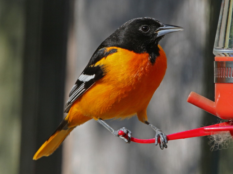 Baltimore Oriole