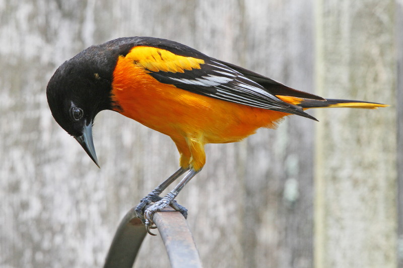 Baltimore Oriole