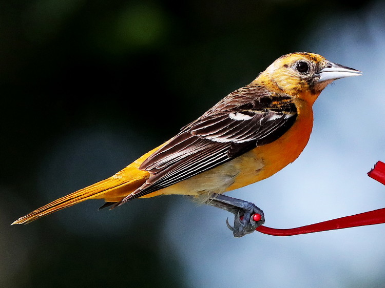 Baltimore Oriole