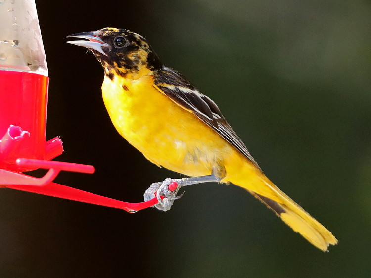 Baltimore Oriole