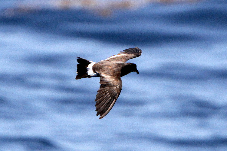 Band-rumped Storm-Petrel