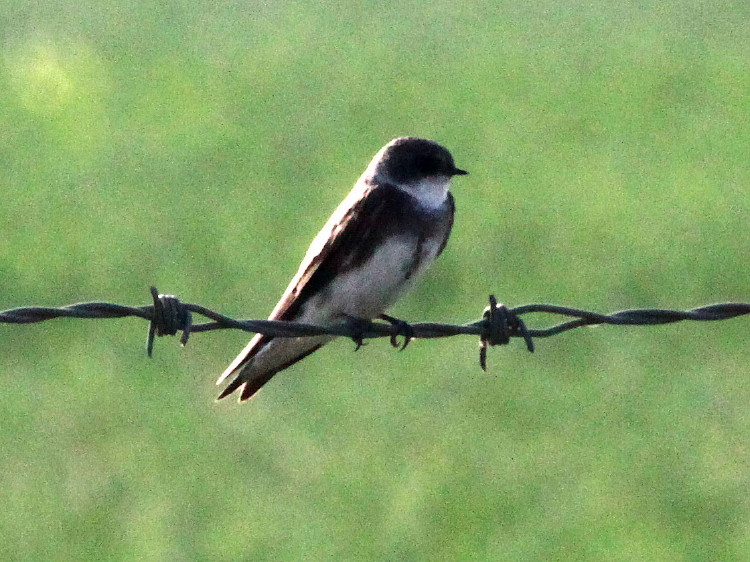 Bank Swallow