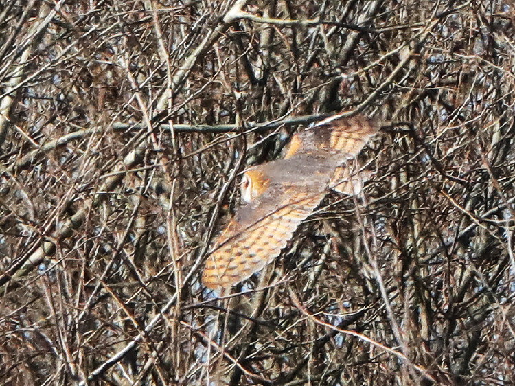 Barn Owl