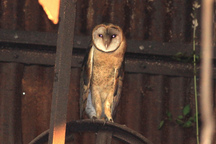 Barn Owl