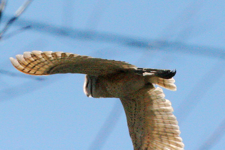 Barn Owl