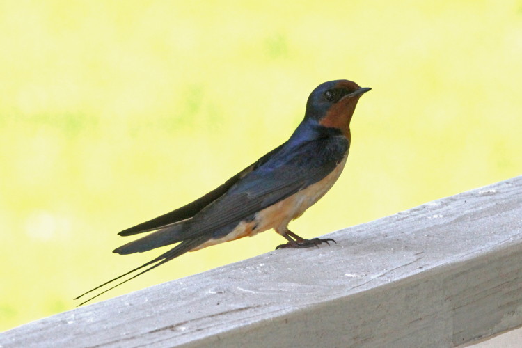 Barn Swallow