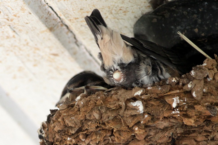 Barn Swallow