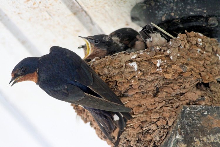 Barn Swallow