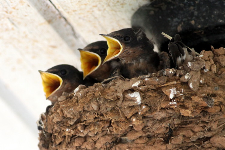 Barn Swallow