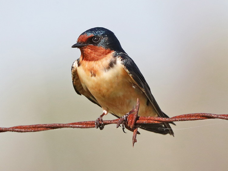 Barn Swallow