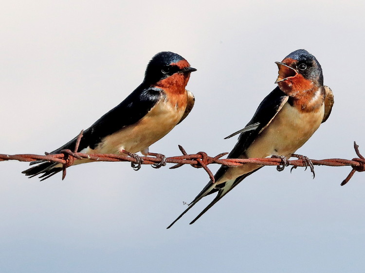 Barn Swallow