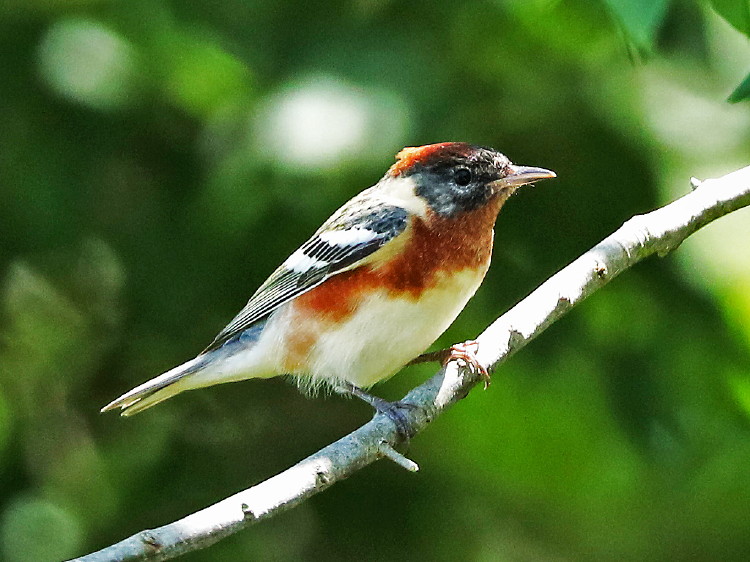 Bay-breasted Warbler