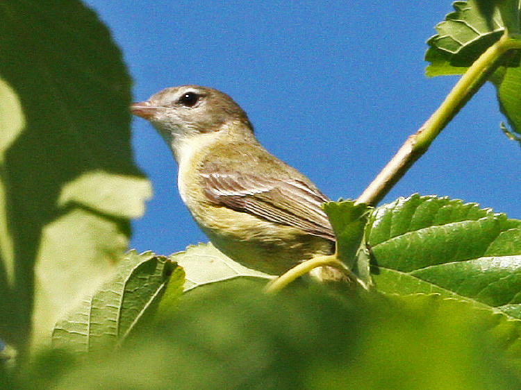 Bell's Vireo