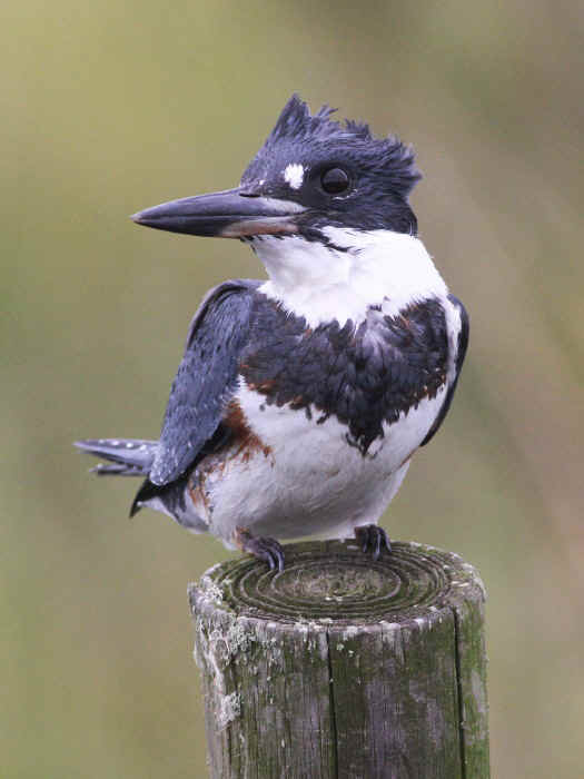 Belted Kingfisher