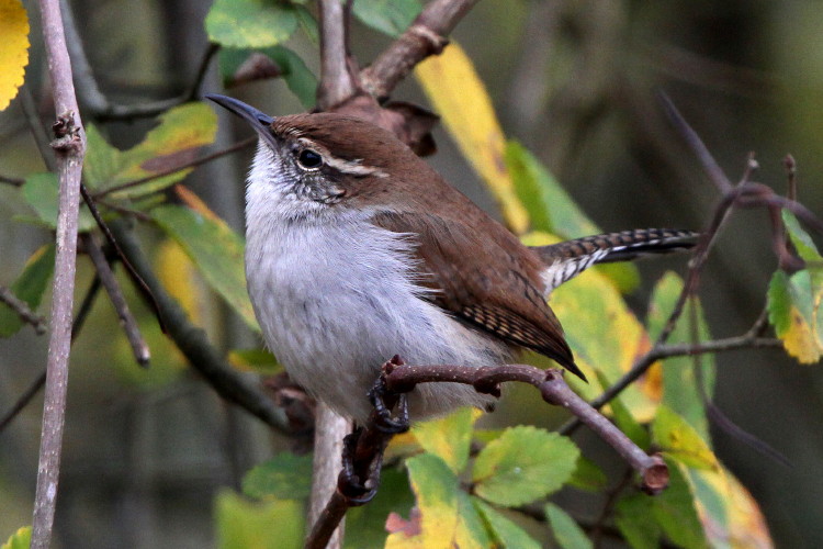 Bewick's Wren