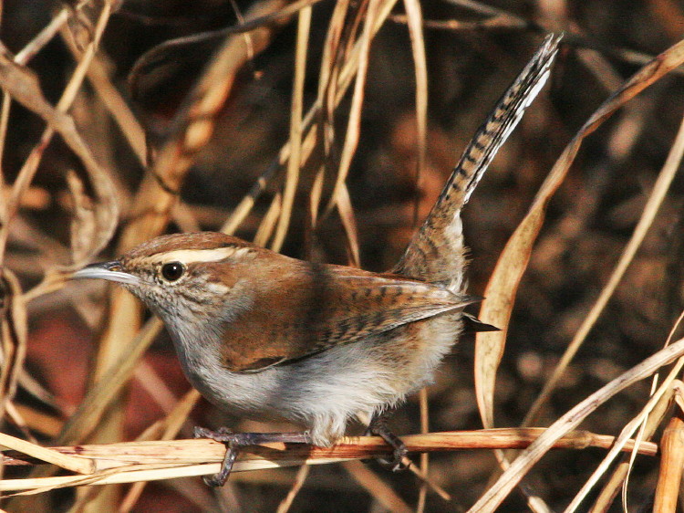 Bewick's Wren