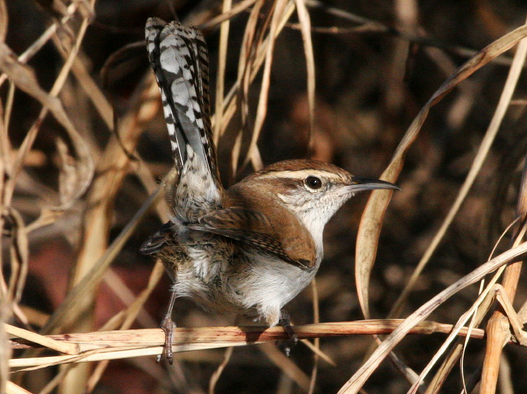 Bewick's Wren