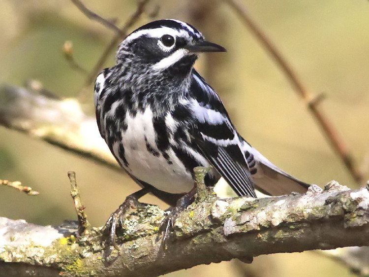 Black-and-White Warbler