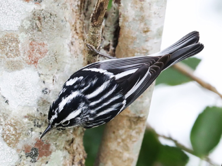 Black-and-White Warbler