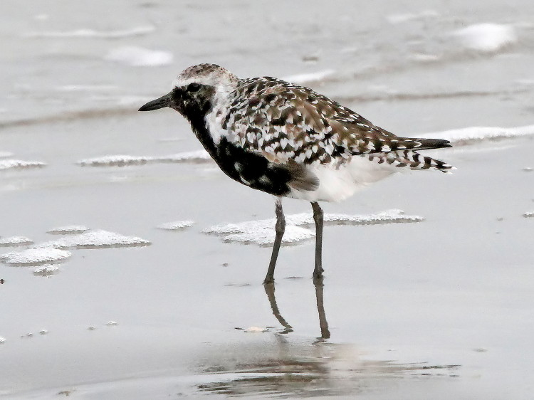 Black-bellied Plover