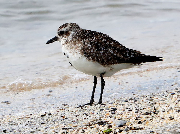 Black-bellied Plover