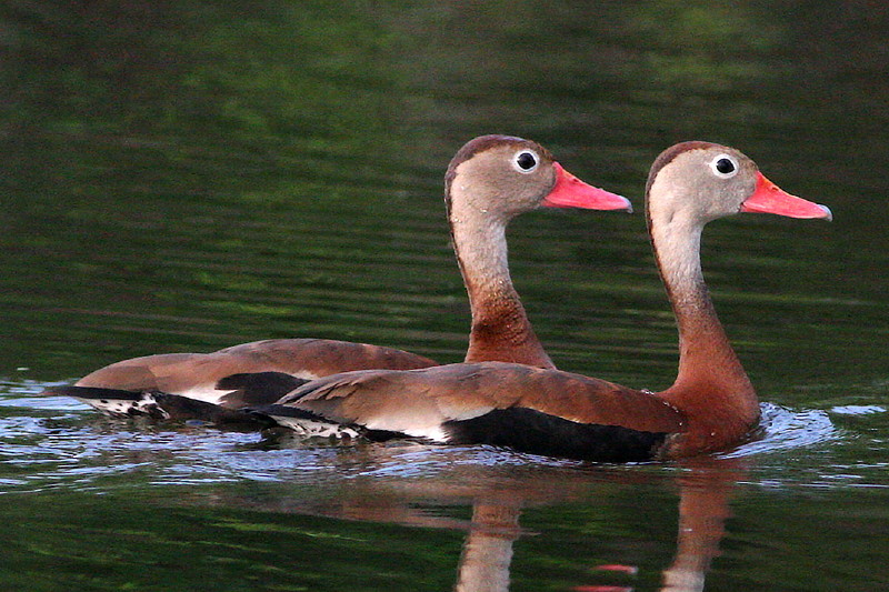 Black-bellied Whistling Duck