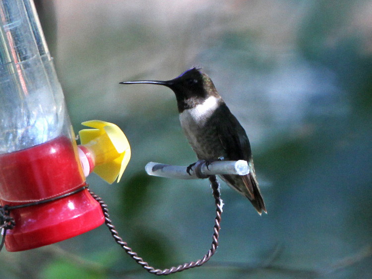 Black-chinned Hummingbird