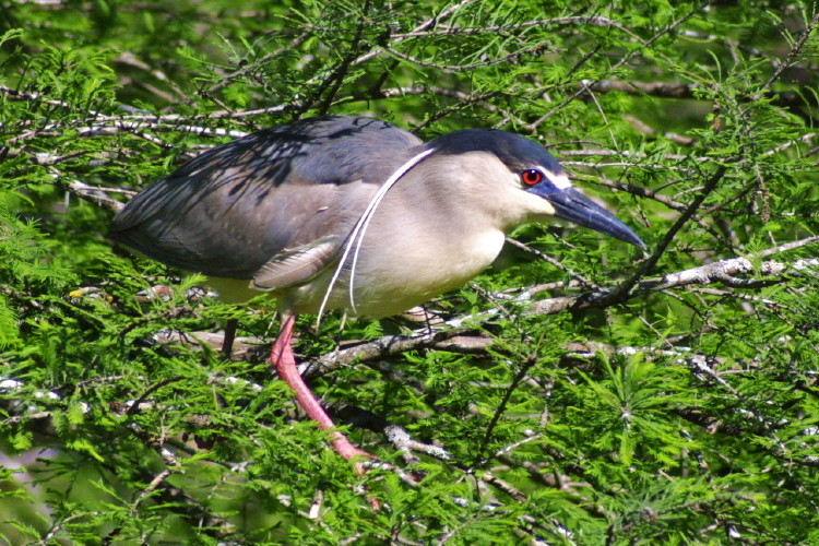 Black-crowned Night-Heron