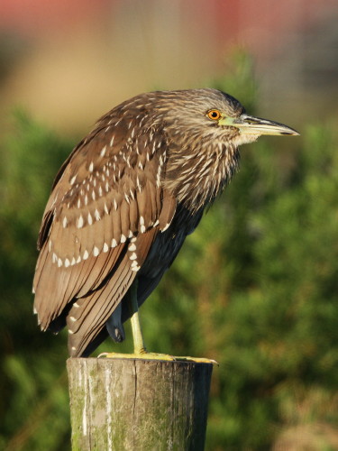 Black-crowned Night-Heron