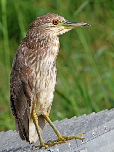 Black-crowned Night-Heron