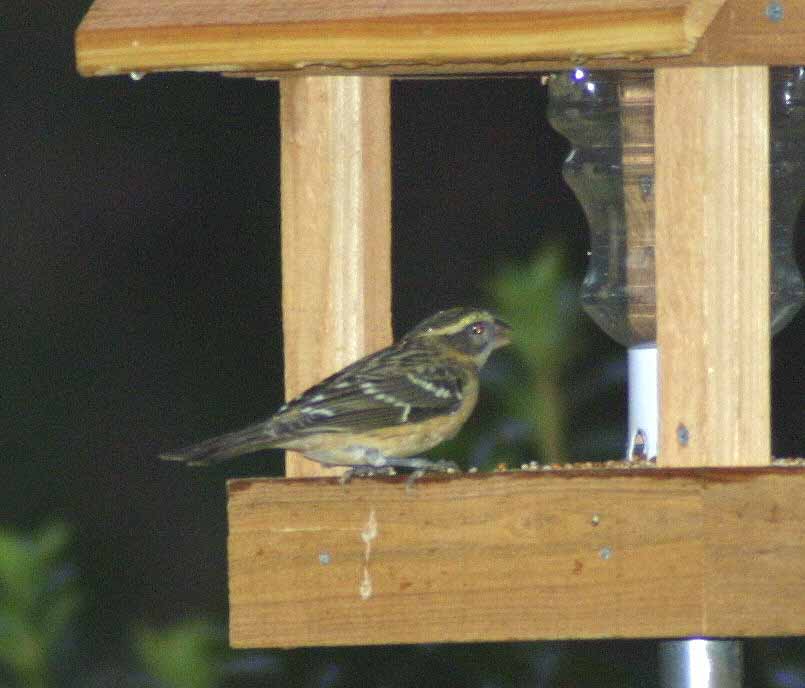 Black-headed Grosbeak