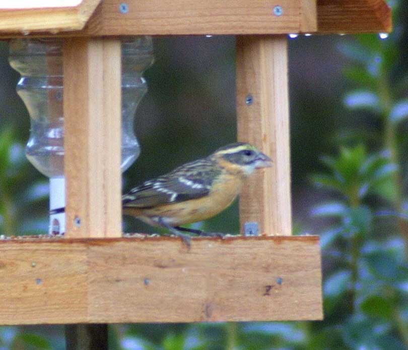 Black-headed Grosbeak