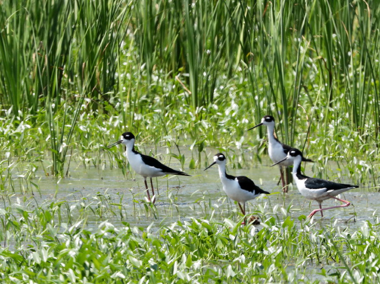 Black-necked Stilt