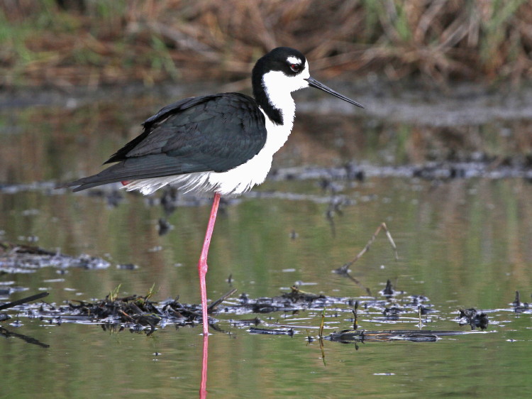 Black-necked Stilt