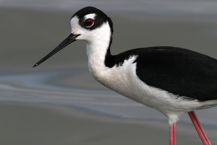 Black-necked Stilt