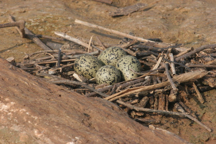 Black-necked Stilt nest