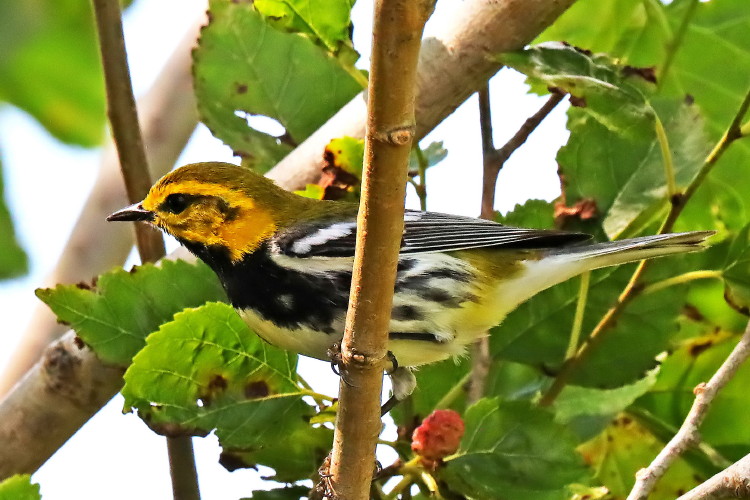 Black-throated Green Warbler