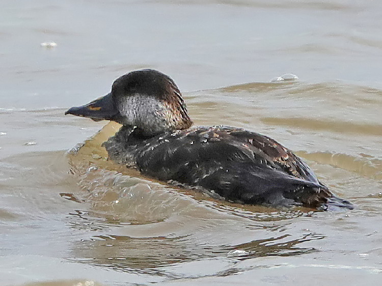 Black Scoter