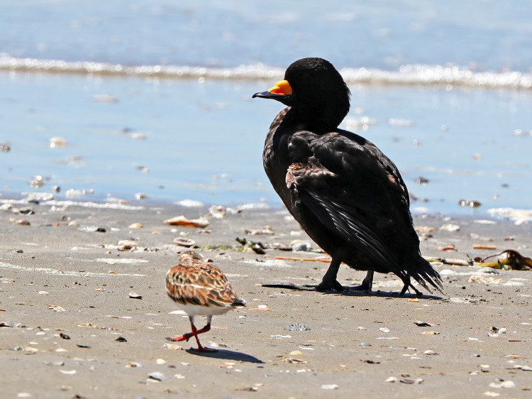 Black Scoter