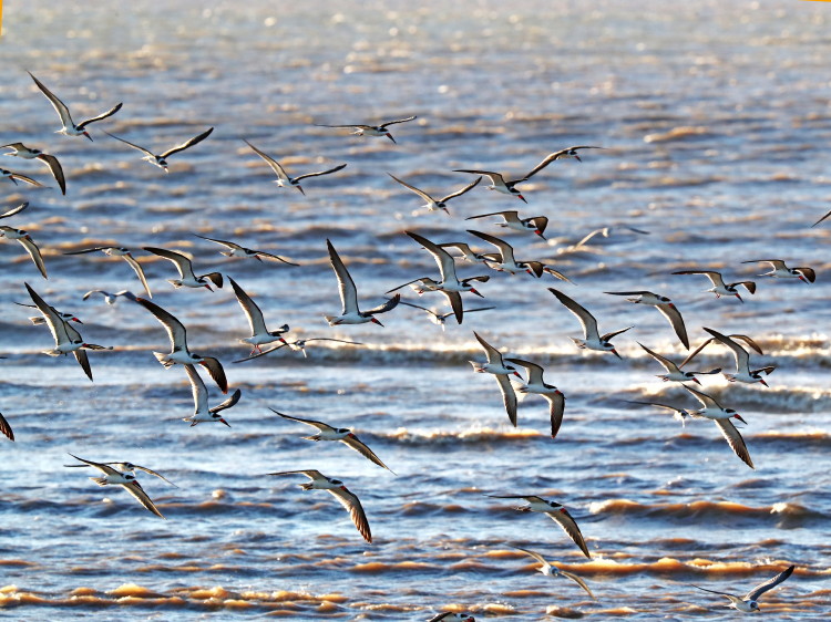 Black Skimmer