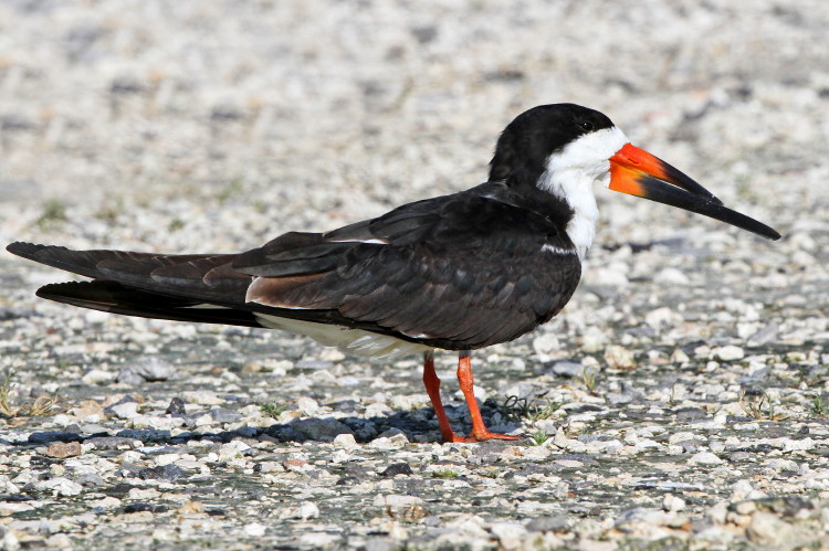 Black Skimmer
