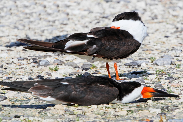 Black Skimmer
