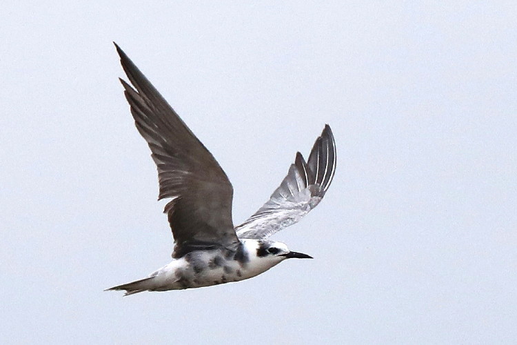 Black Tern