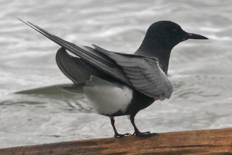 Black Tern