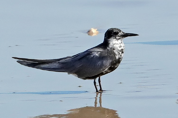 Black Tern